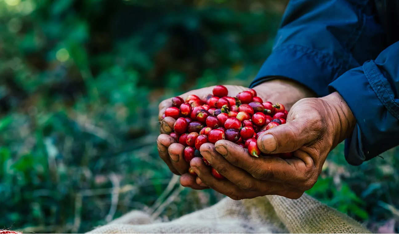 Coffee Harvest